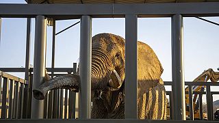 South Africa's last captive elephant starts new life 200 km away from zoo