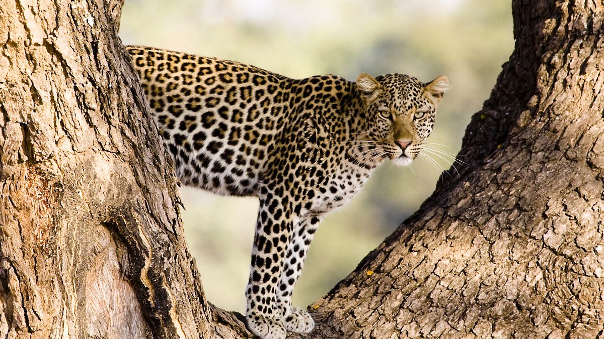 Cheetah pictured in Botswana, Sanctuary Baines Camp, supplied by Abercrombie and Kent 