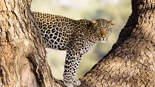 Cheetah pictured in Botswana, Sanctuary Baines Camp, supplied by Abercrombie and Kent 