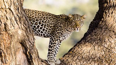 Cheetah pictured in Botswana, Sanctuary Baines Camp, supplied by Abercrombie and Kent 