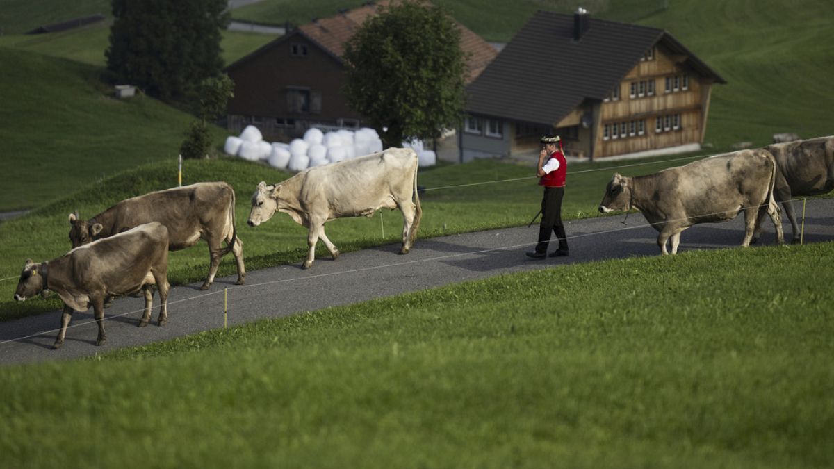 Einmal im Jahr werden die Kühe aus der Region Gstaad in die Stadt gebracht.