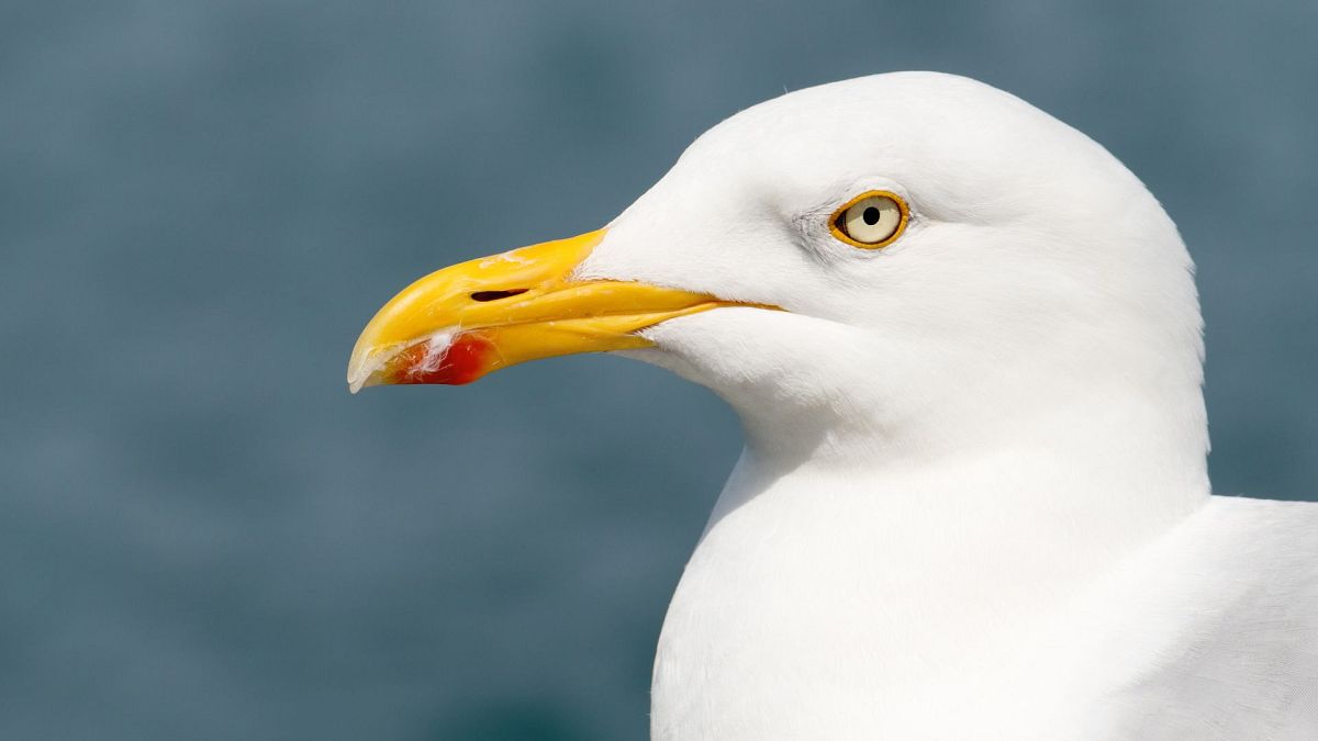 As gaivotas comuns estão entre as cinco espécies de aves marinhas incluídas na lista vermelha do Reino Unido.