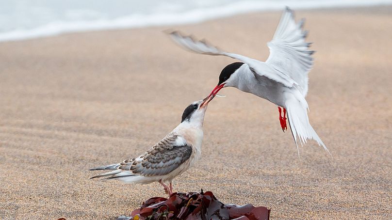 Arctic tern are now on the UK's red list of threatened species.