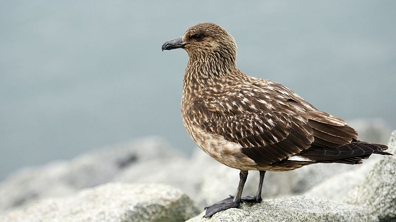 Great skua have been added to the UK's red list.