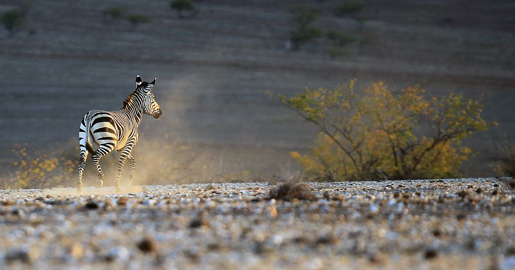 Namibia begins culling at least 700 wild animals