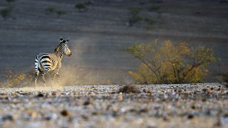 Sécheresse : la Namibie prévoit d'abattre 700 animaux sauvages