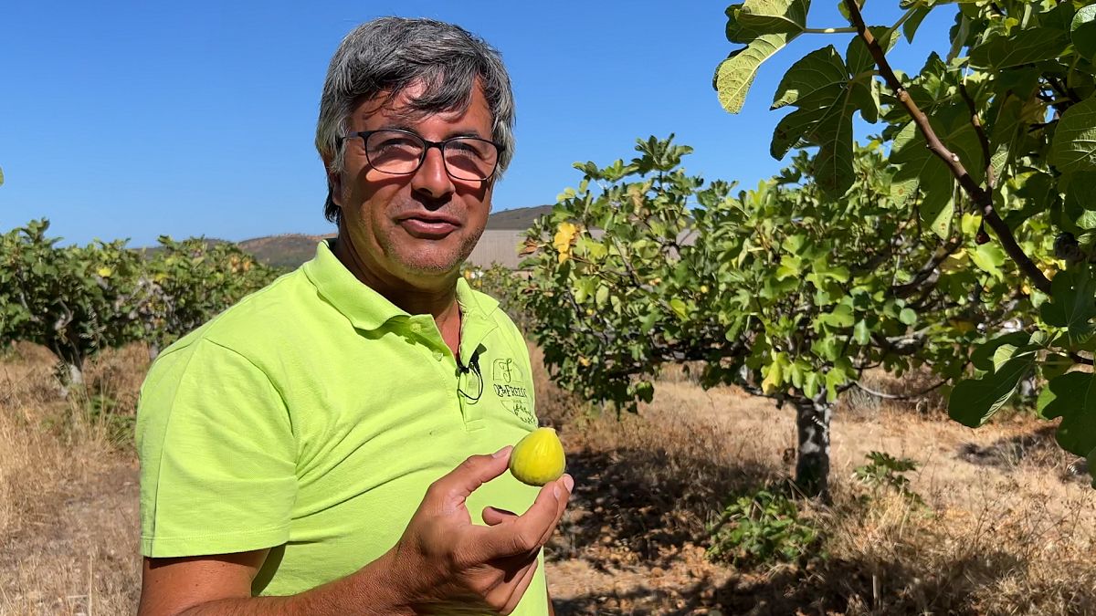 Battle for water in the Algarve : farmers innovate to keep their soil fertile