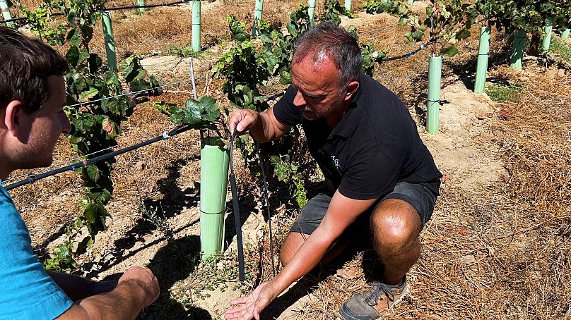Edgar Vilarinho has invested in an underground irrigation system to reduce evaporation