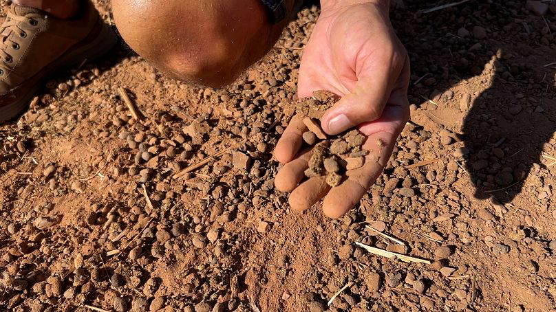 Organic matter in the soil increases its capacity to store water
