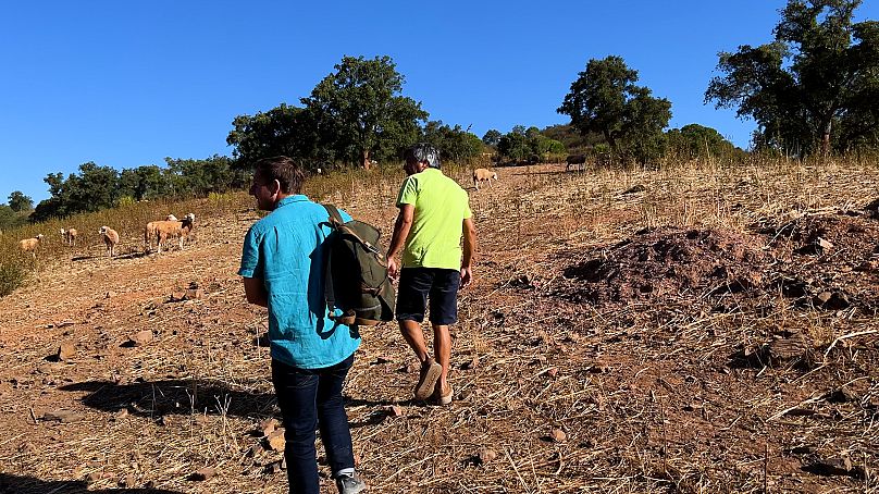 Quinta do Freixo favours regenerative agriculture with the help of sheep