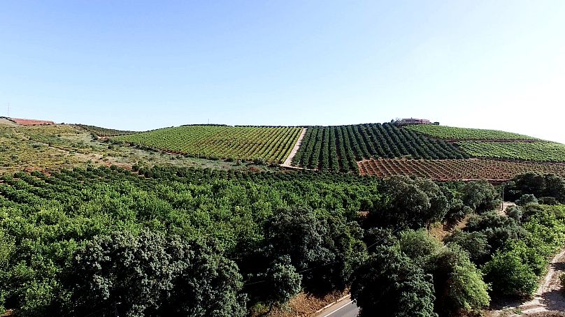 The Algarve exports many agricultural products, such as oranges and avocados