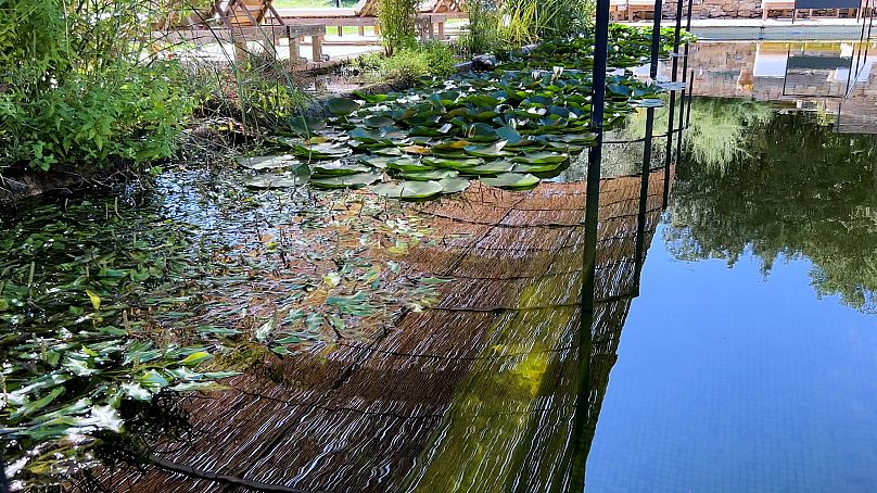 The natural pool at Can Buch, where tourists swim with frogs