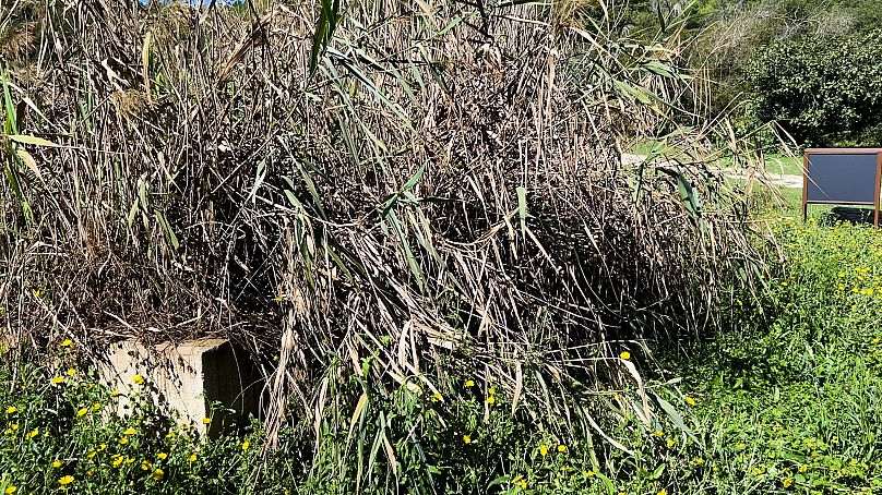 Vista do sistema de filtragem à base de plantas do hotel Can Buch, onde são tratadas as águas residuais