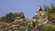 Descubre los buitres leonados del cañón del río Uvac y las delicias de la meseta de Pešter en Serbia