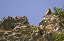 Discover Uvac River Canyon’s Griffon vultures and Pešter Plateau delicacies in Serbia