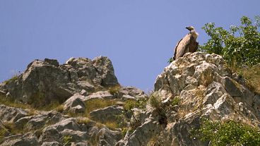 Descobrir os grifos do desfiladeiro do rio Uvac e as iguarias do planalto de Pešter na Sérvia