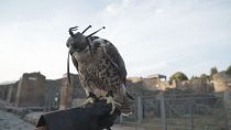 Aves de rapina protegem Pompeia contra os pombos