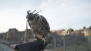 Un faucon affublé d'un chaperon sur le site de Pompéi