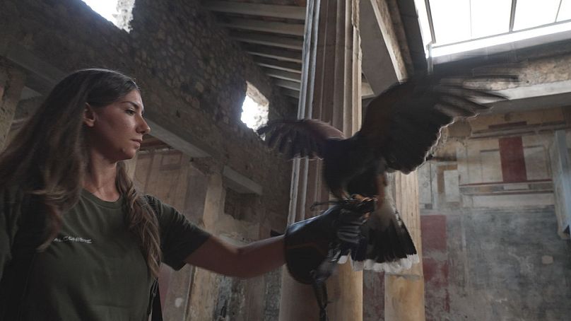 Falco nel parco archeologico di Pompei