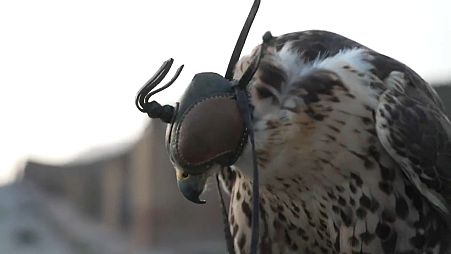 Raubvögel. Eine ökologische Methode um die antike Stätte vor Tauben zu schützen. 