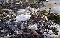 Too much plastic: A swan stands between dumped plastic bottles and waste at the Danube river in Belgrade, Serbia