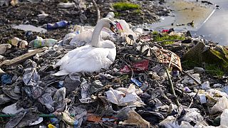 Too much plastic: A swan stands between dumped plastic bottles and waste at the Danube river in Belgrade, Serbia