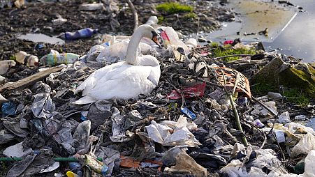 Too much plastic: A swan stands between dumped plastic bottles and waste at the Danube river in Belgrade, Serbia