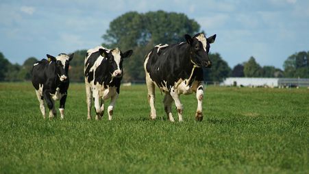 Cows pictured in The Netherlands - but what's the future for the country's rural areas? 