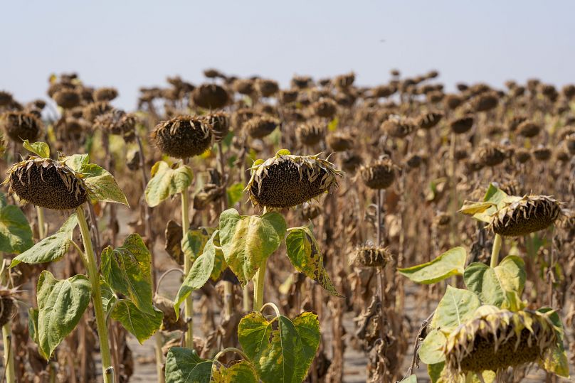 Verwelkte Sonnenblumen auf einem Feld in der Nähe der Stadt Becej, Serbien.