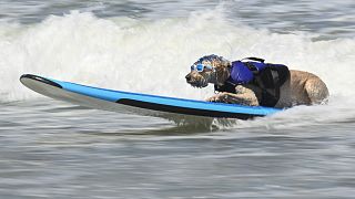 Un perro participa en el evento Surf-A-Thon en San Diego, California (Estados Unidos).