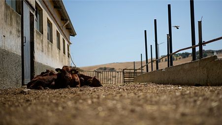 Calfs sit outside their stable during a drought at the Liborio Mangiapane farm, in Cammarata, central Sicily, Italy, Thursday, July 18, 2024. 