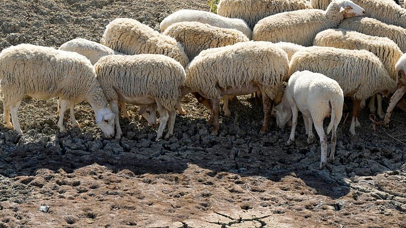 Sheep look for water in a dry pond used by local farms for their livestock, in Contrada Chiapparia, near the town of Caltanissetta, central Sicily, Italy, Friday, July 19, 202
