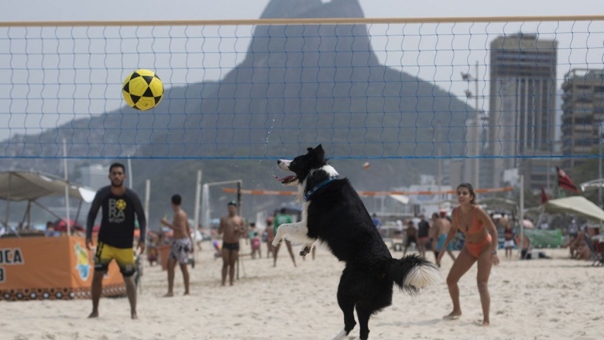 Le border collie Floki joue au footvolley, une combinaison de football et de volley-ball, sur la plage de Leblon à Rio de Janeiro, dimanche 8 septembre 2024. 