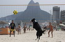 Footvolley dog.