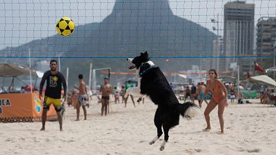 Brazilian dog becomes a footvolley star, teaching beachgoers how to play their own game