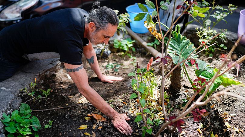 Arturo Hernandez, leader of The Tree Army, a group that works to improve the urban forest, plants a tree in Mexico City, 26 August 2024.