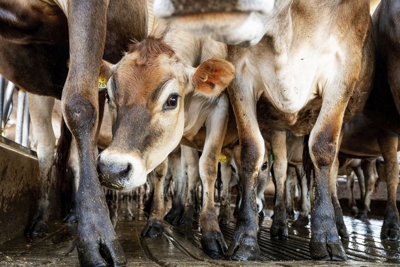 Jersey cows stand in a stall at a farm. 