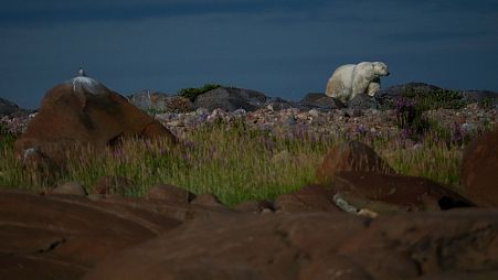 A polar bear walks along rocks, 6 August 2024, near Churchill, Manitoba. 