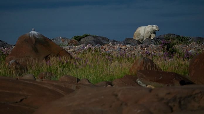 Balene beluga e aurora boreale: come la "capitale mondiale degli orsi polari" si sta adattando al clima più caldo