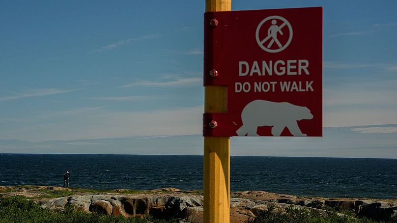 Un joven observa posibles osos polares mientras camina cerca de la Bahía de Hudson, el 3 de agosto de 2024, en Churchill, Manitoba.