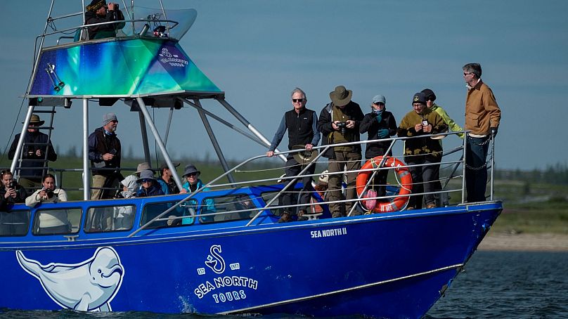 Tourists observe beluga whales in the Churchill River, 4 August 2024, near Churchill, Manitoba. 