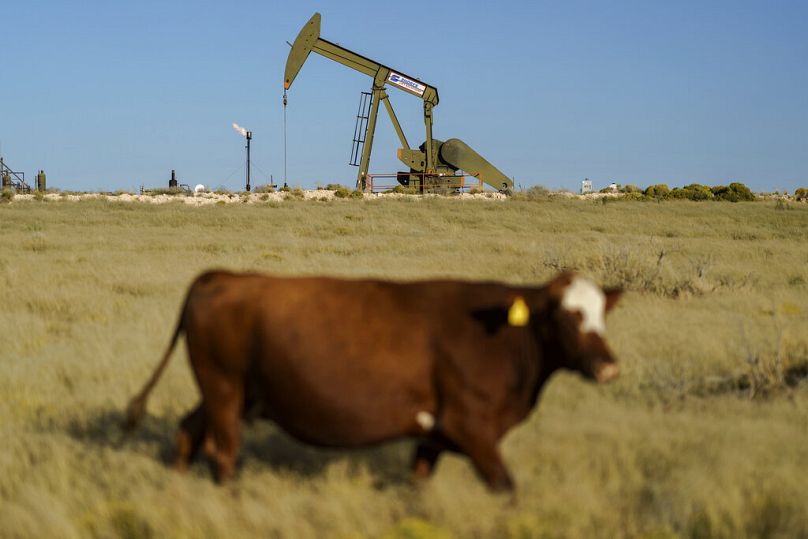 A cow walks through a field as an oil pumpjack and a flare burning off methane and other hydrocarbons stand in the background.