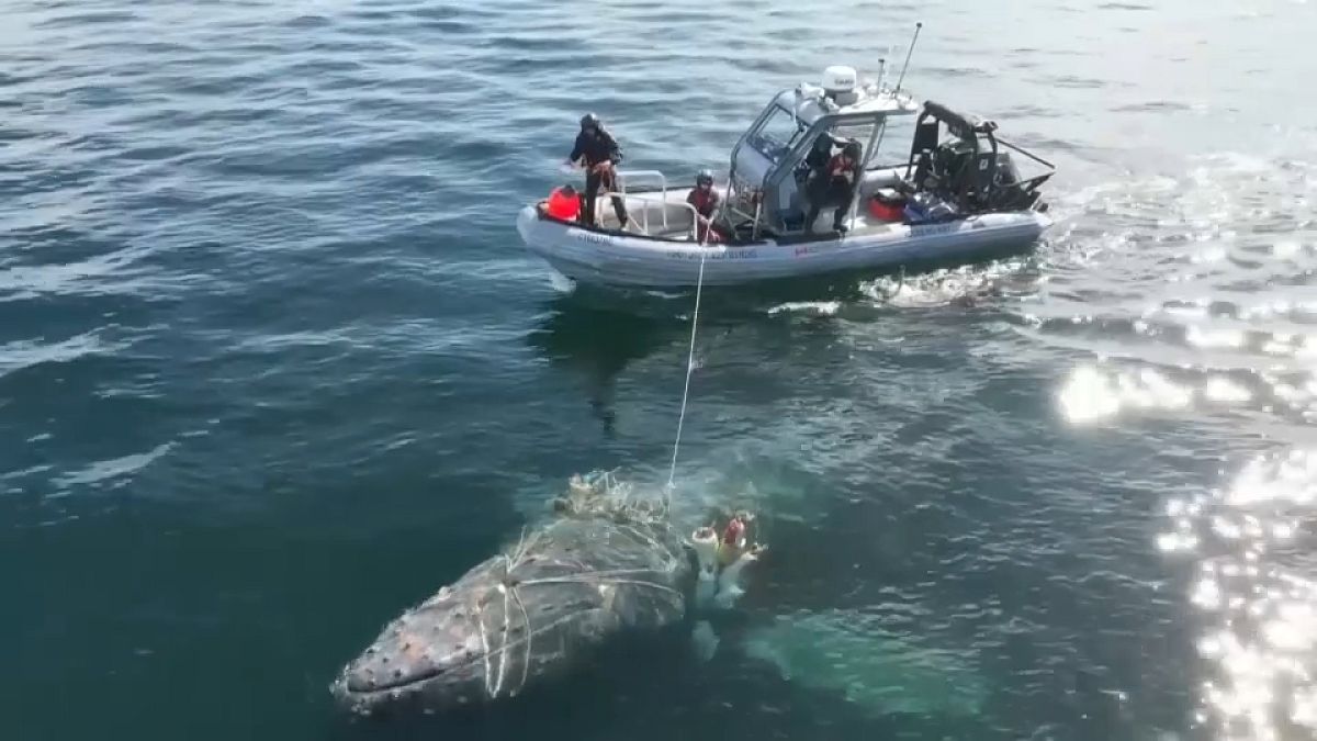 Crew rescuing entangled humpback whale off British Columbia, Canada