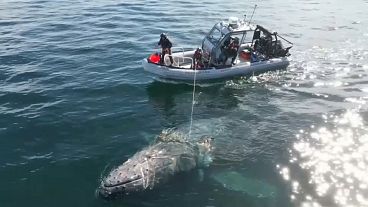 Le sauvetage d'une baleine à bosse en Colombie-Britannique.