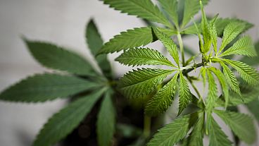 A growing cannabis or hemp plant stands in a box at the Cannabis Museum in Berlin, Germany, Tuesday, Aug. 15, 2023