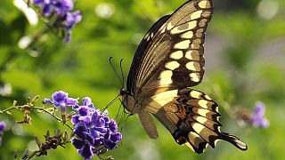 A giant swallowtail butterfly feeds on a Duranta flower Saturday, 6 June, 2015, in Houston.