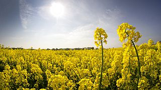 Colza oleaginosa, importante materia prima para la producción de biocarburantes en la UE, en un campo de Fahrland, cerca de Berlín (Alemania).