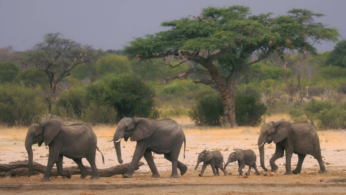 Elefántcsorda a zimbabwei Hwange Nemzeti Parkban