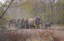 FILE - Elephants are visible on a road leading to a school on the periphery of the Save Valley Conservancy, Zimbabwe on Thursday, July 11, 2024. 