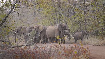 FILE - Elefanti sono visibili su una strada che porta a una scuola alla periferia della Save Valley Conservancy, in Zimbabwe, giovedì 11 luglio 2024. 